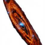 Light Technology Publishing Gaia Religions English eBook-0