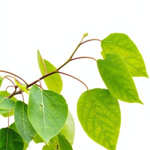 Tree Identification Guides by Adventure Publications Kindle-0