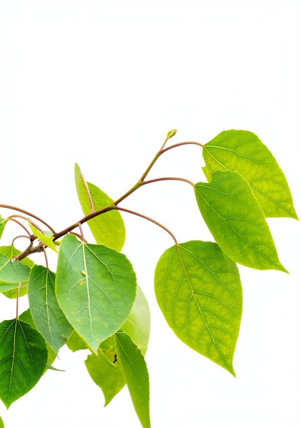 Tree Identification Guides by Adventure Publications Kindle-0